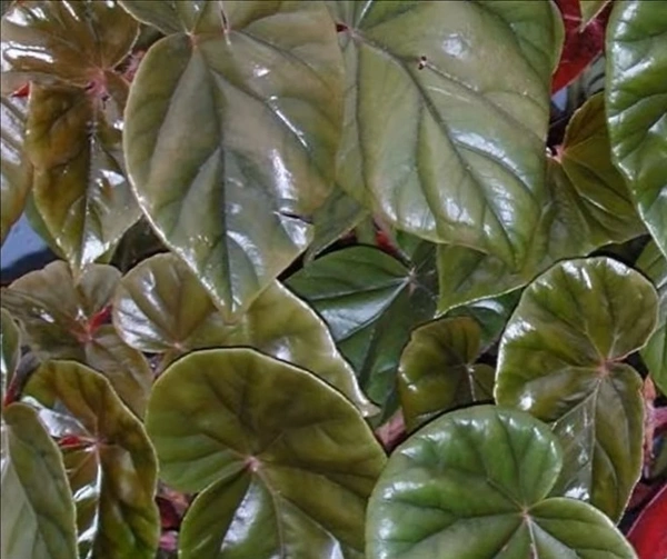 Begonia Thurstonii