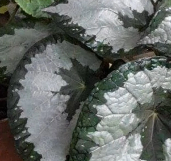 Begonia Silver Queen