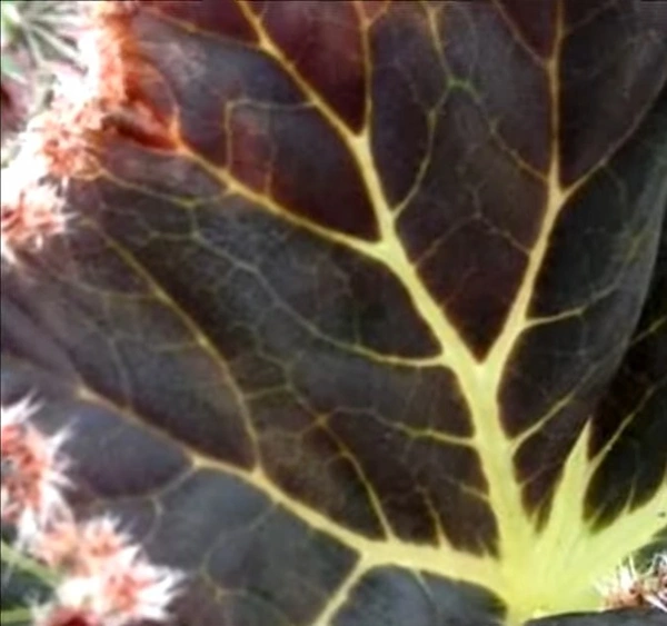 Begonia Susie' Curl