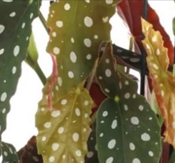 Begonia Maculata Potka Dot
