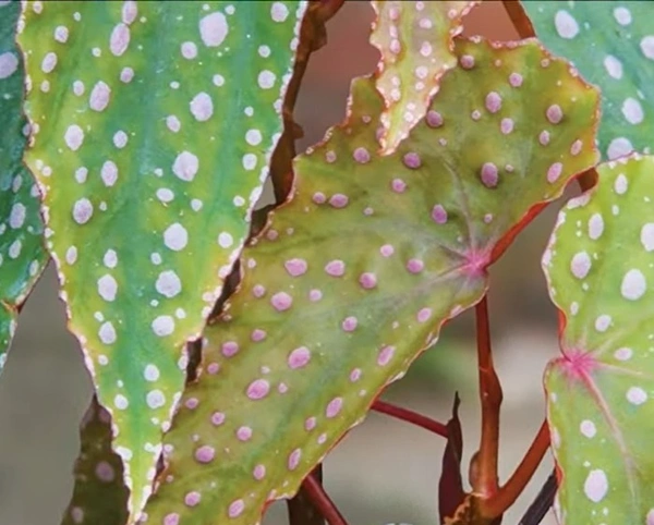 Begonia Malachosticta