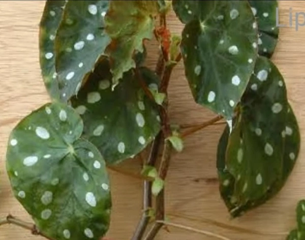 Begonia Jiewhoei