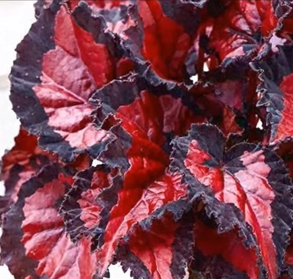 Begonia Inea Night