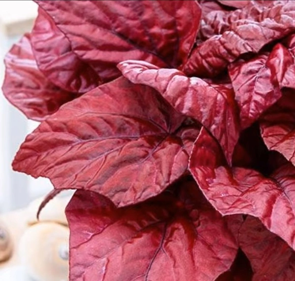 Begonia Inca Flame