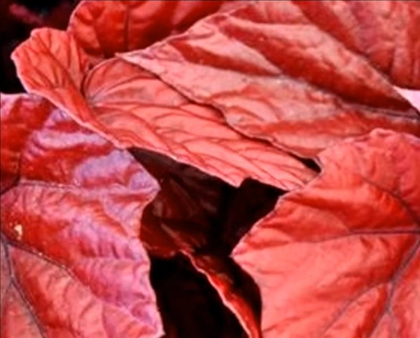 Begonia Inca Fire