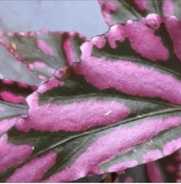 Begonia Julau