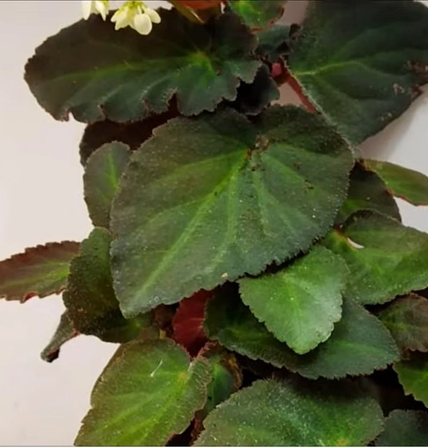 Begonia Thelmae