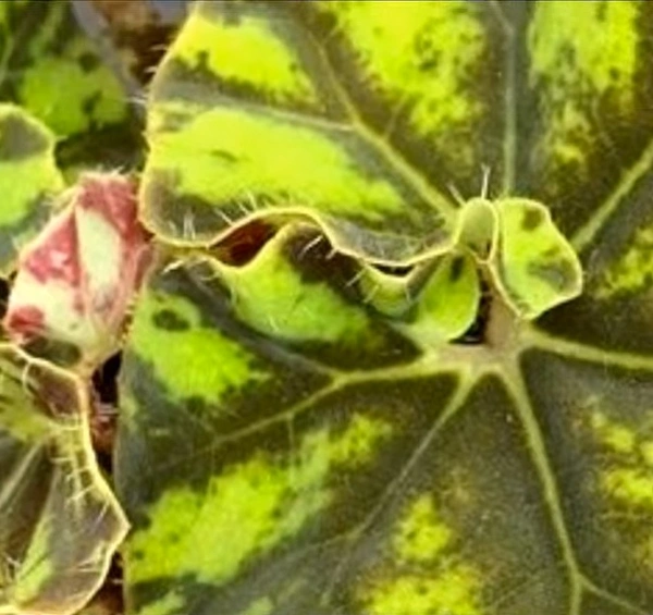 Begonia Rex Zumba