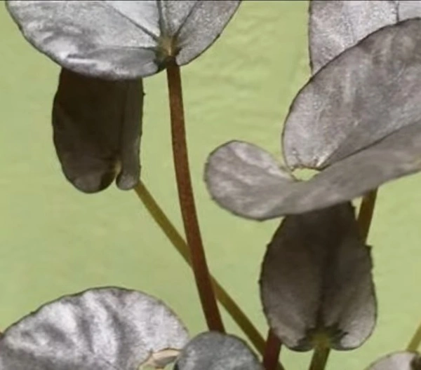 Begonia Silver Limbo
