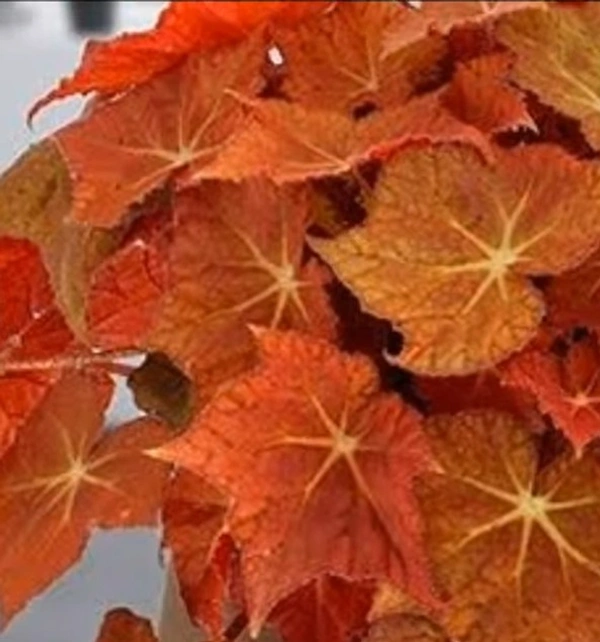 Begonia Solar Flare