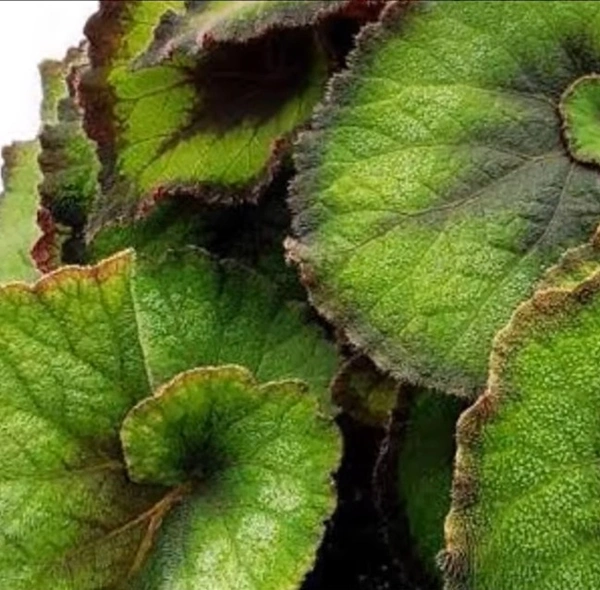 Begonia Escargot