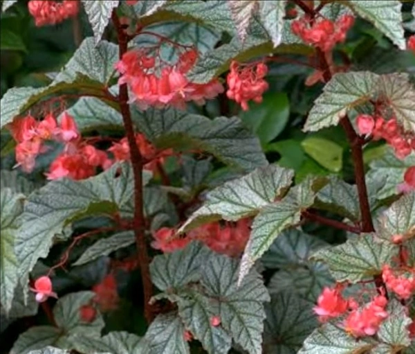 Begonia Frosty