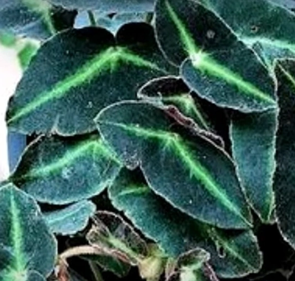 Begonia Listada