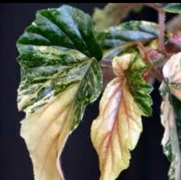 Begonia Ginny Galaxy