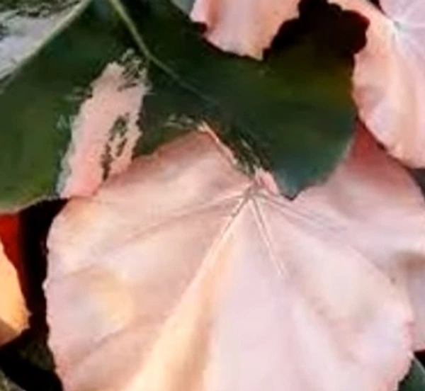 Begonia Erythrophylla Pink Princess