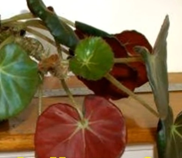 Begonia Erythrophylla Beefsteak