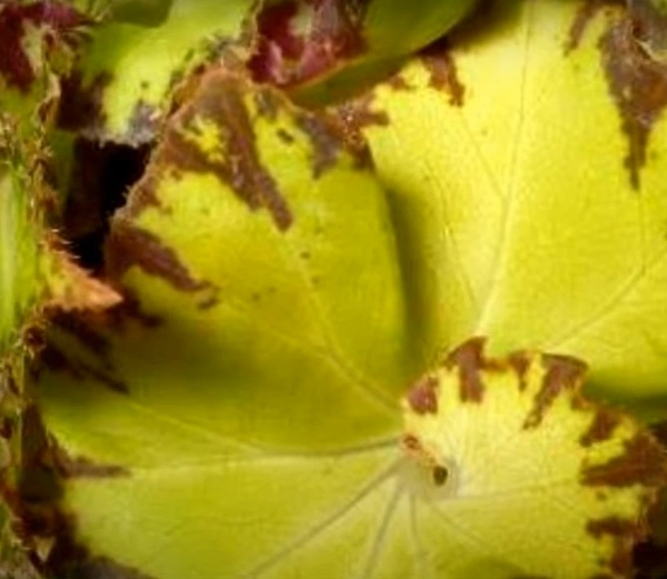 Begonia Jive