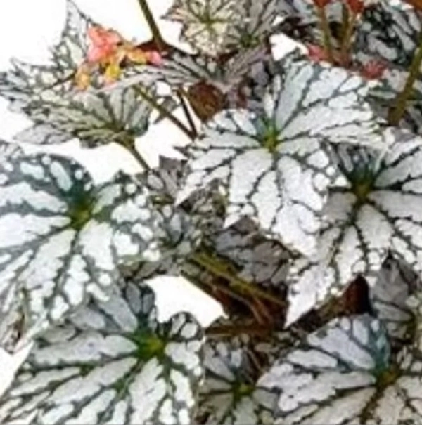 Begonia Jolly Silver