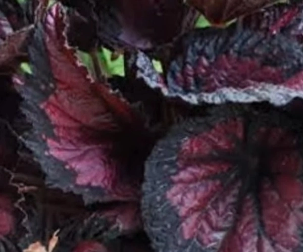 Begonia Shadow King