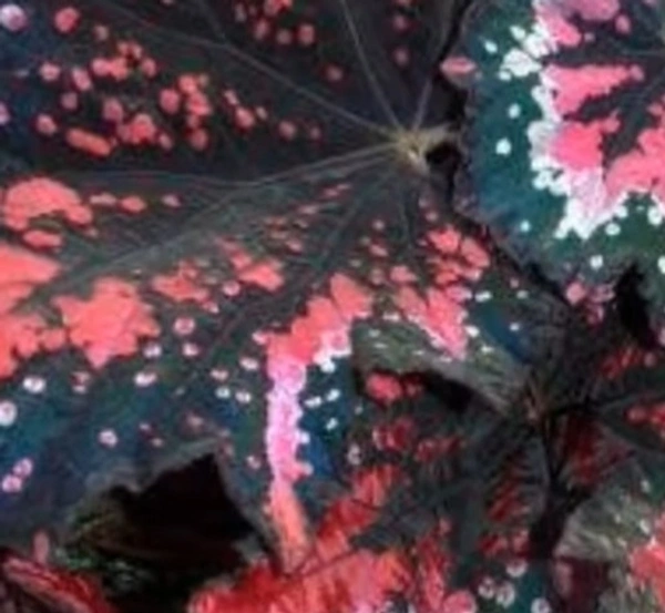 Begonia St. Nick