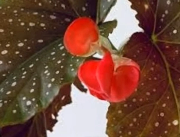 Begonia Corallina De Iucerna