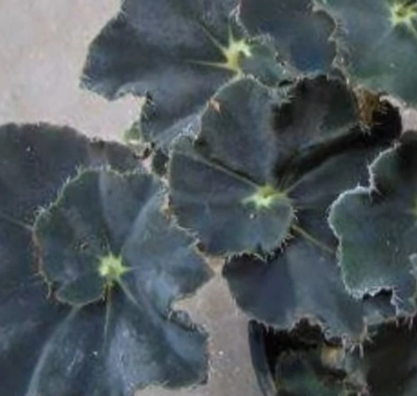 Begonia Dark Mambo