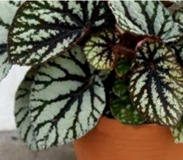 Begonia Silver Fairy