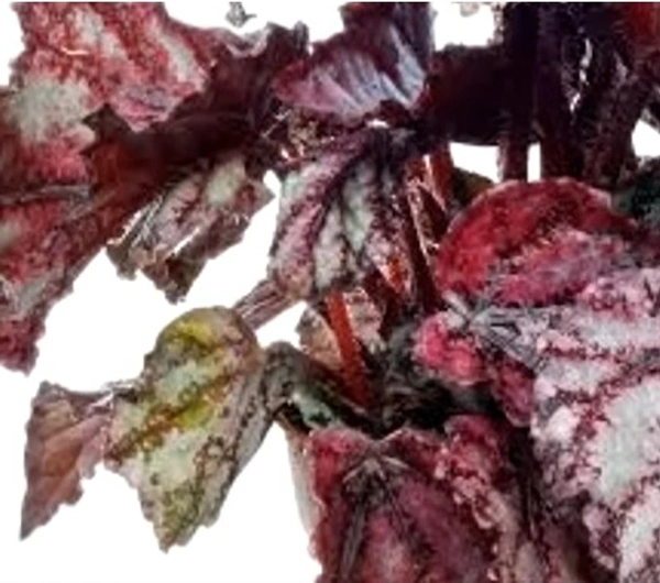 Begonia Merengue