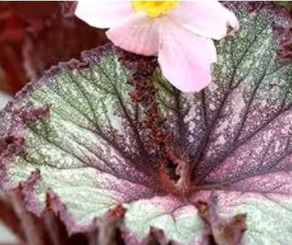 Begonia Star Dust