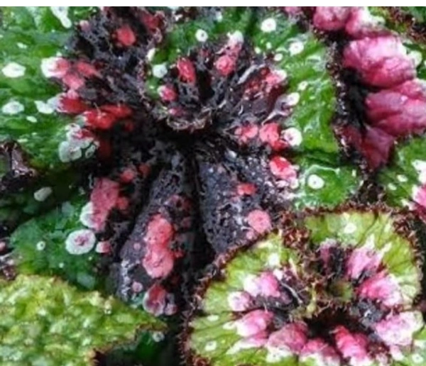 Begonia Macarena