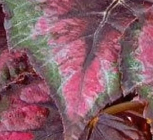Begonia Red Tango