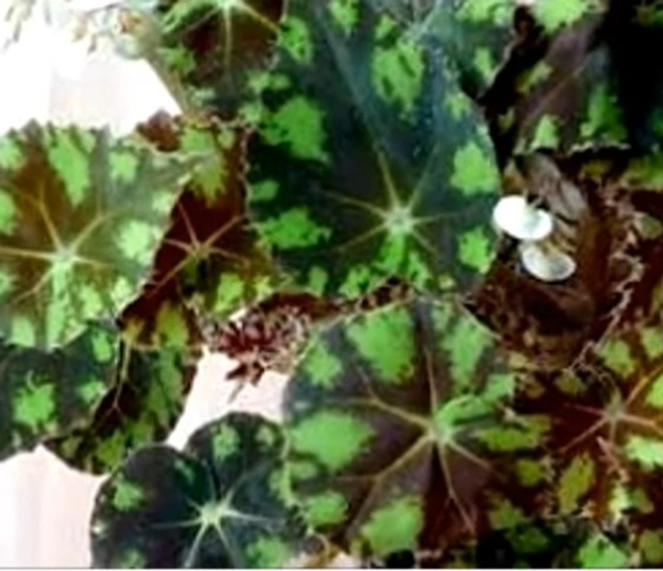 Begonia Tiger