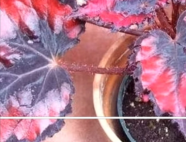 Begonia Red Robin