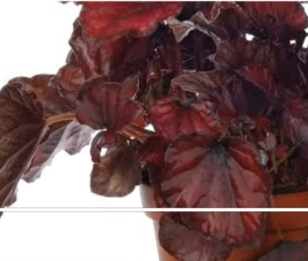 Begonia Red Bull