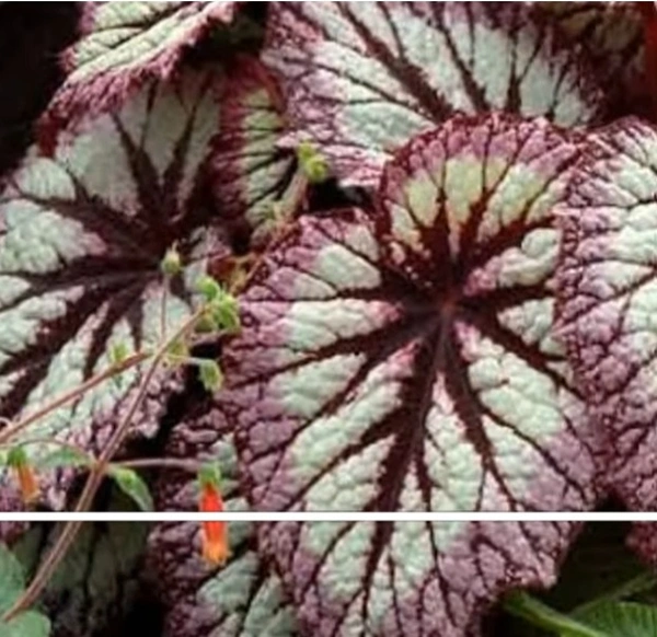 Begonia Fire Works
