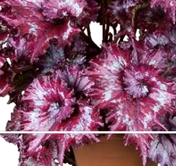 Begonia Tie Dye