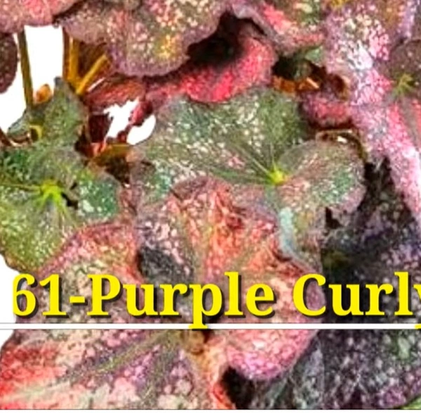 Begonia Purple Curly Star Dust