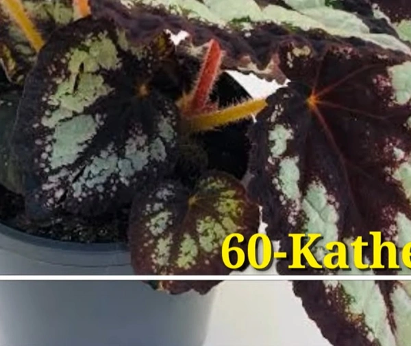 Begonia Katherine