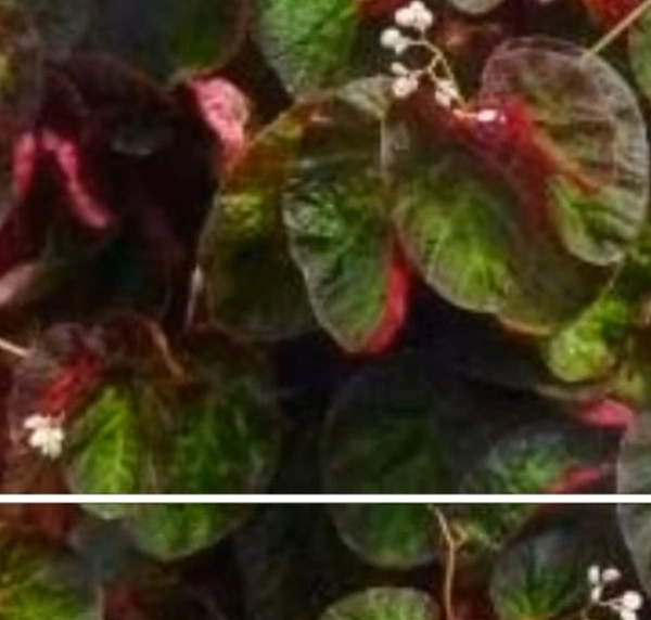 Begonia Manaus