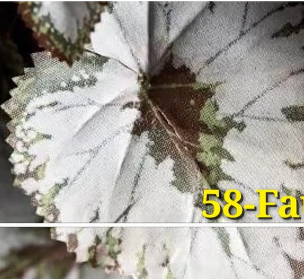 Begonia Faux Potted