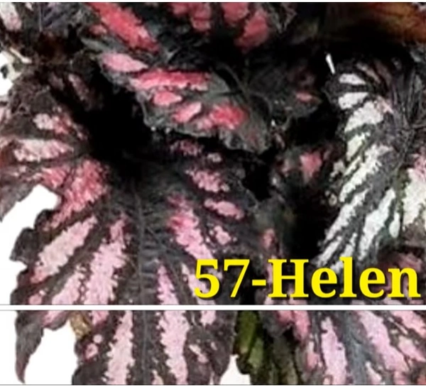 Begonia Helen Teupel