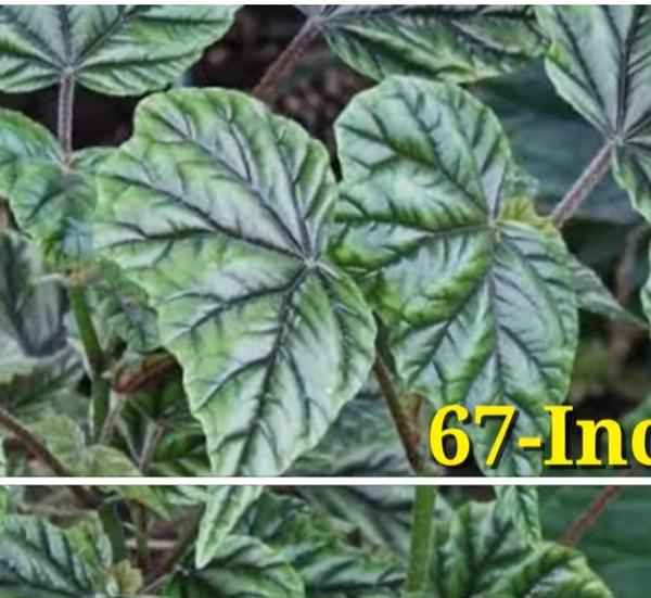 Begonia Incarnata