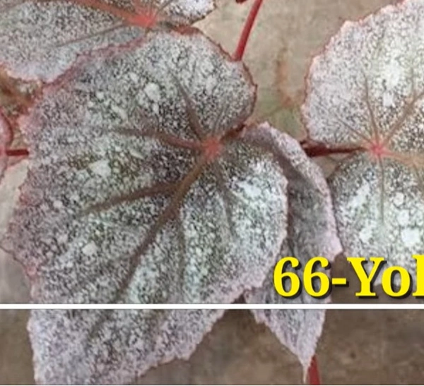 Begonia Yokon Frost