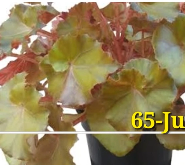 Begonia Jungle Brown