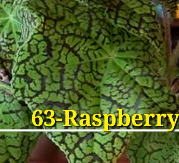 Begonia Rasberry Torte