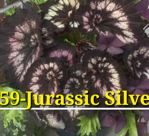 Begonia Jurassic Silver Swirl