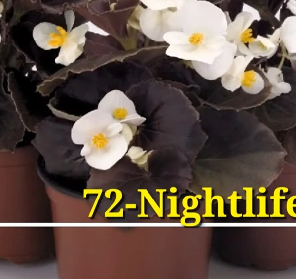 Begonia Niightlife White
