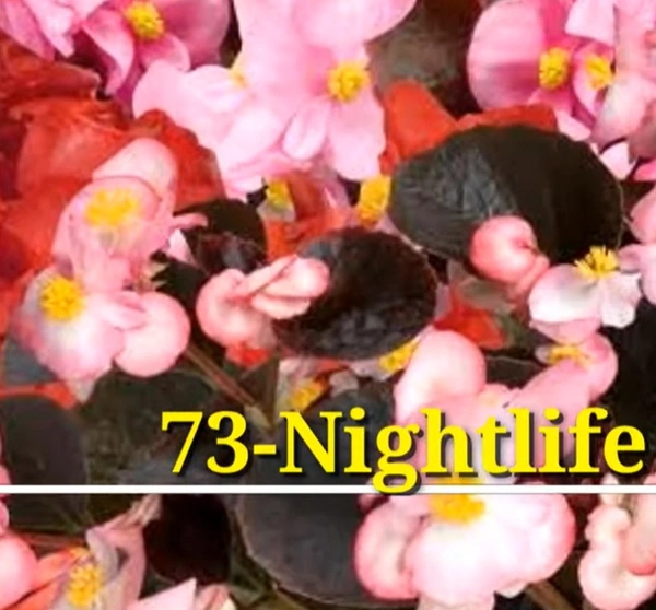 Begonia Niightlife Blush