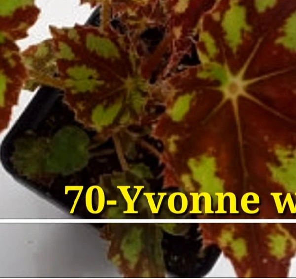Begonia Yvonne  Wells