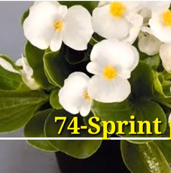 Begonia Sprint Plus White
